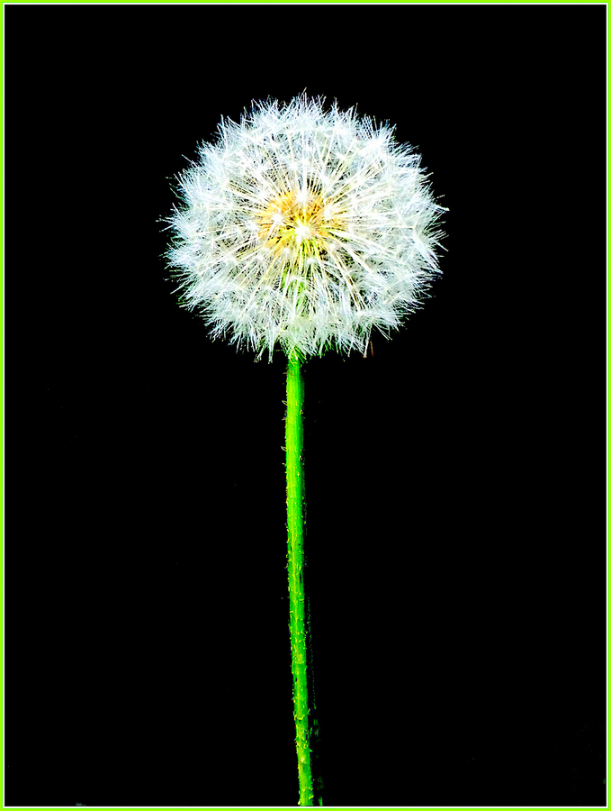 Taraxacum - Ian Bancroft